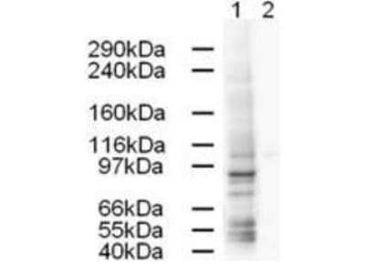 Western Blot: Gamma Adaptin Antibody [NB110-7877]